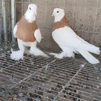 کبوترطوقی زردپاپربلندسینه سیاه کله ای