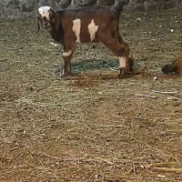 قربانی کردن بز