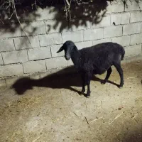 دو عدد گوسفند|حیوانات مزرعه|گنبد کاووس, |دیوار