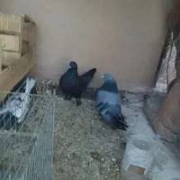 کبوتر اصفهانی