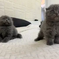 اسکاتیش فولد بلویی|گربه|کرج, باغستان|دیوار