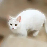 واگذاری رایگان گربه خانگی .|گربه|رفسنجان, |دیوار