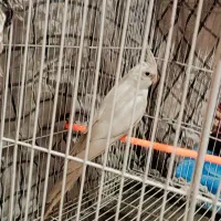 عروس هلندی نر