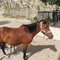 اسب مادیون وکره مادیون