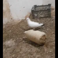 کفتر دم سیاه|پرنده|باخزر, |دیوار