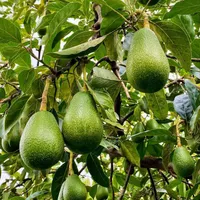 نهالهای گلدانی سیب گلابی هلو کیوی گل