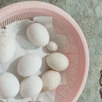 مرغ خروس ونیمه بزرگ|حیوانات مزرعه|بندر امام خمینی, |دیوار