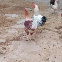 خروس جوان|حیوانات مزرعه|اردل, |دیوار