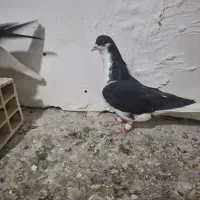 پرنده|پرنده|قزوین, |دیوار