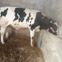 گاو سیمینتال|حیوانات مزرعه|گتوند, |دیوار