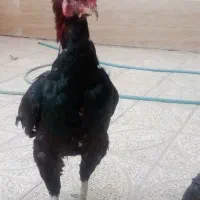 خروس لاری اصل افغان