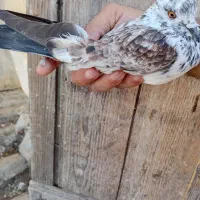 ۲تا کفتر آس