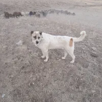 فروش سگ گله