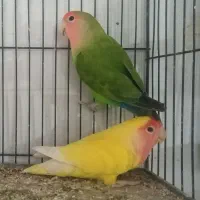 طوطی برزیلی عالی