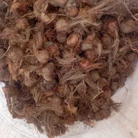 پیاز زعفران ۵۰|خدمات باغبانی و درختکاری|تربتحیدریه, حیدرآباد|دیوار