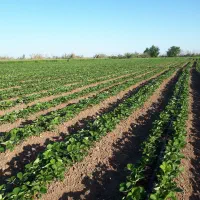 نهال توت فرنگی کاماروس