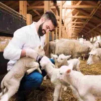 کارگر دامداری دام سبک