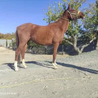 فروش فوری مادیون ومعاوضه