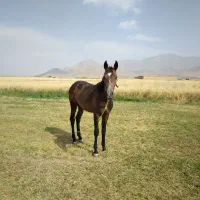 فروش اسب نریان