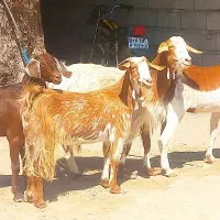 ۴عدد گیسه اوست بازدید ریگان الکی مزاحم نشه