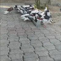 این کفترها روز پنجشنبه دزدیده شدن.،5ملیون مژدگانی.|حیوانات|مرند, |دیوار