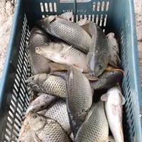 فروش بچه ماهی کپور و آمور|ماهی|ساری, |دیوار