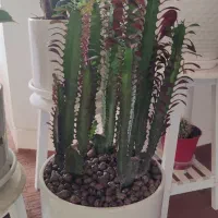 گلهای زیبا برای روز مادر که ماندنی باشه|گل و گیاه طبیعی|شاهینشهر, فدک|دیوار