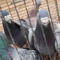 کبوتر آلمانی قلدور|پرنده|گرمه, |دیوار