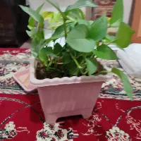 گل پتوس|گل و گیاه طبیعی|بجنورد, |دیوار
