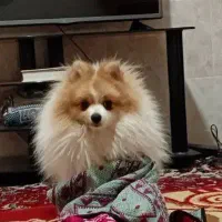 سگ پامرروباهی