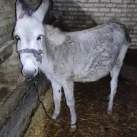 ماده خر|حیوانات مزرعه|اراک, |دیوار