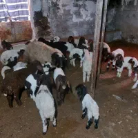 میش وبره|حیوانات مزرعه|کرمانشاه, |دیوار