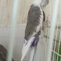 یک جفت عروس البینو مولد سالم سالم|پرنده|تبریز, |دیوار