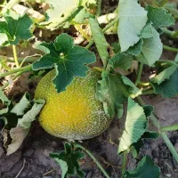 باغ-حصارشده-1200متر-دونبش-امند