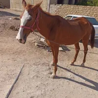 مادیون و کره عرب دم گیر|اسب و تجهیزات اسب‌سواری|مسجد سلیمان, |دیوار