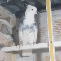 کبوتر پرشی رنگی