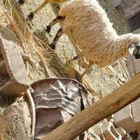 دو میش ابستن هستند یک بز و کهر|حیوانات مزرعه|کرمان, |دیوار