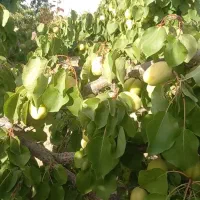 فروش دامداری|فروش دفتر صنعتی، کشاورزی، تجاری|بروجن, |دیوار