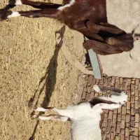 بز کلار پاکستانی .میش بره