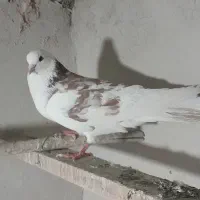 کبوتر زیبا وپرشی