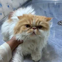 واگزاری گربه پرشین ماده رایگان