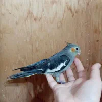 پرورش دهنده خانگی هستم /آماده همکاری|پرنده|ساری, |دیوار