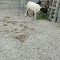 بره برشن