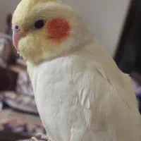 عروس هلندی نر و ماده دستی