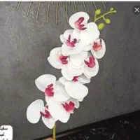 گل ارکیده