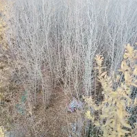 نهال انار قرمز ،پوست نازک|خدمات باغبانی و درختکاری|خواف, |دیوار