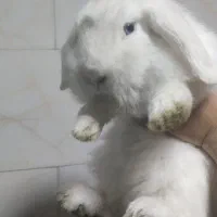 خرگوش سفید لوپ اسکاتلندی