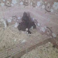 فروش جوجه های گلین و سلطان و بارگ مرغ و خروس|حیوانات مزرعه|شیراز, شهرک صنعتی شیراز|دیوار