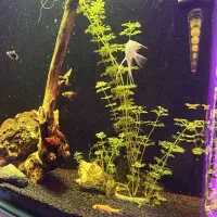 آکواریوم شیشه خم پلنت|ماهی|شهریار, شهریار|دیوار