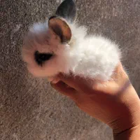 بچه خرگوش جرسی لوپ